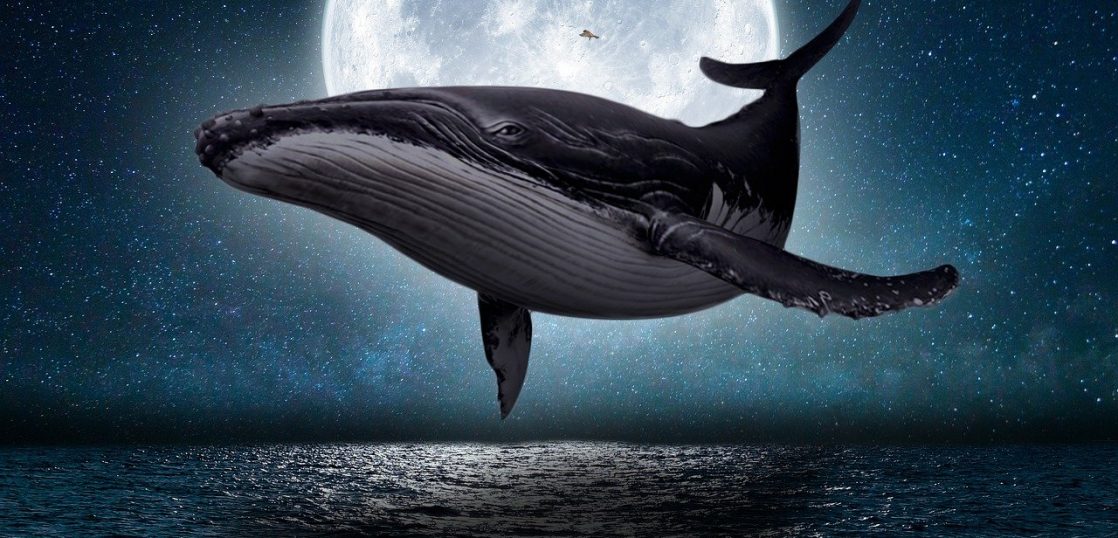 ザトウクジラの英語はwhaleで本当にいいの？目指せクジラマスター ...