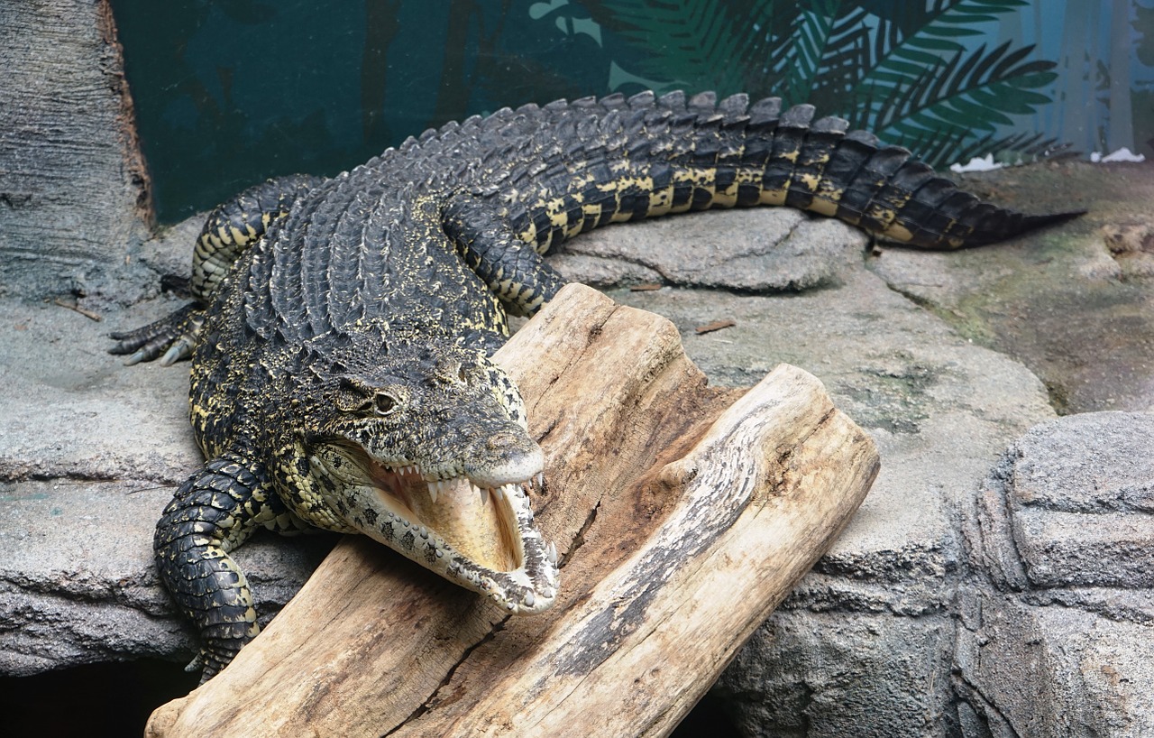 Alligator 2S – KAZE STORE