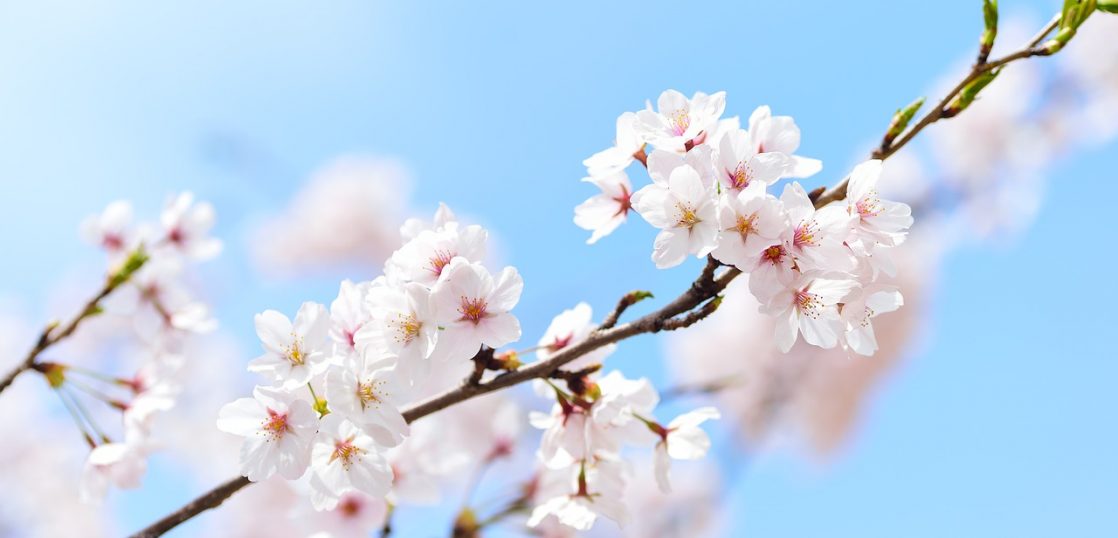 桜」は英語で何と言うの？「3分咲き」も「開花予測」も英語で言って