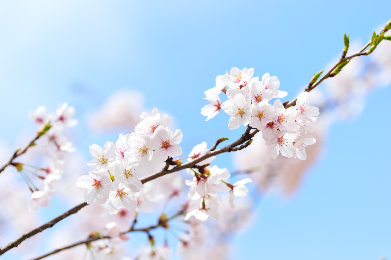 ☆アートなカンジ☆桜☆ - その他