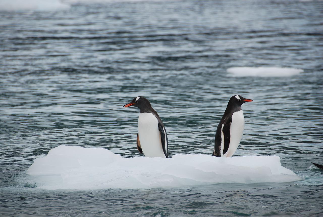 「ペンギン」は英語で何?ペンギンの種類や特性など関連英語もご紹介| Kimini英会話