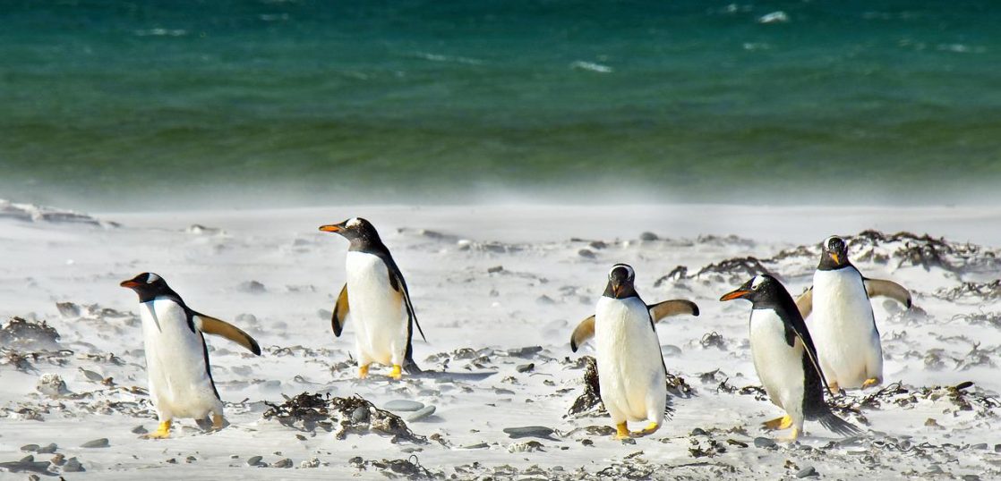 「ペンギン」は英語で何?ペンギンの種類や特性など関連英語もご紹介| Kimini英会話