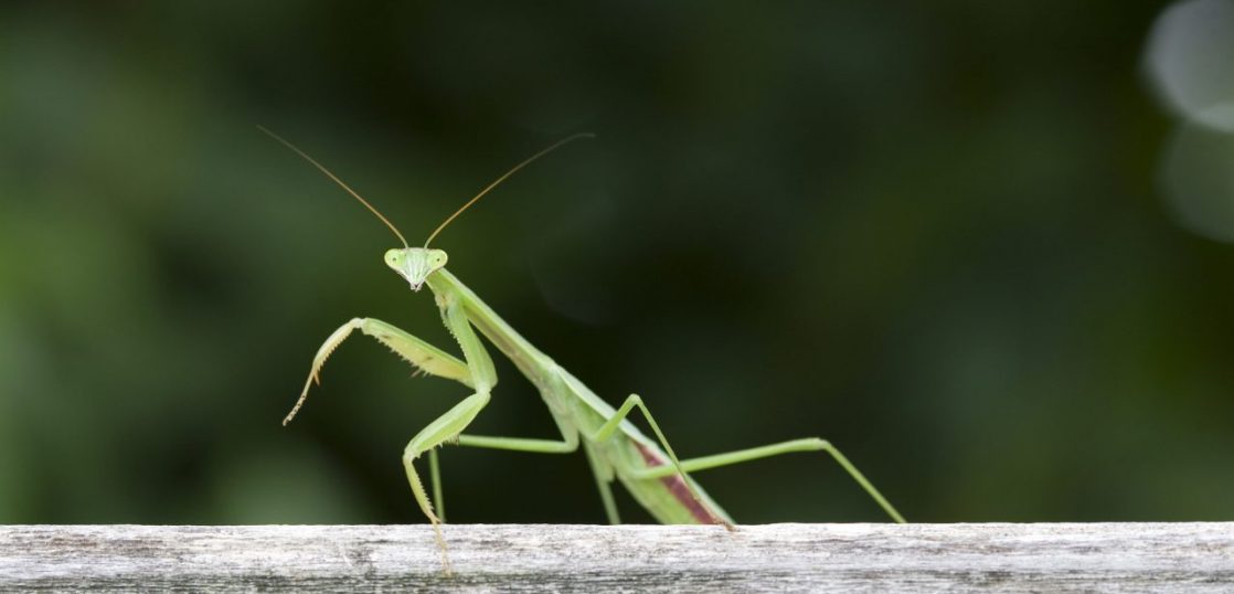 カマキリは英語で何と言いますか？