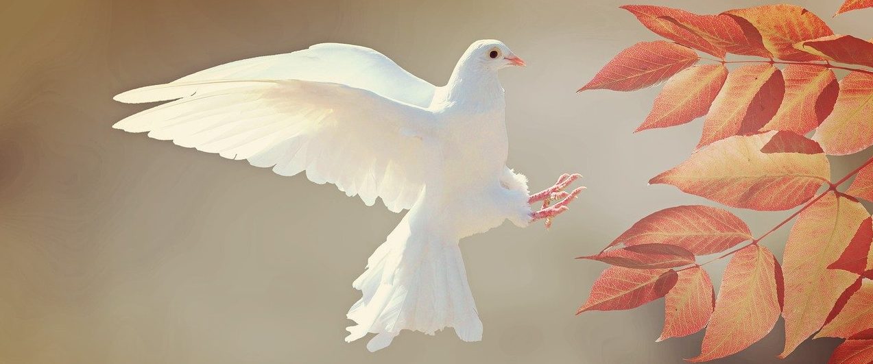 ハト（鳩）は英語で何て言う？ pigeon と dove の違い、関連表現を