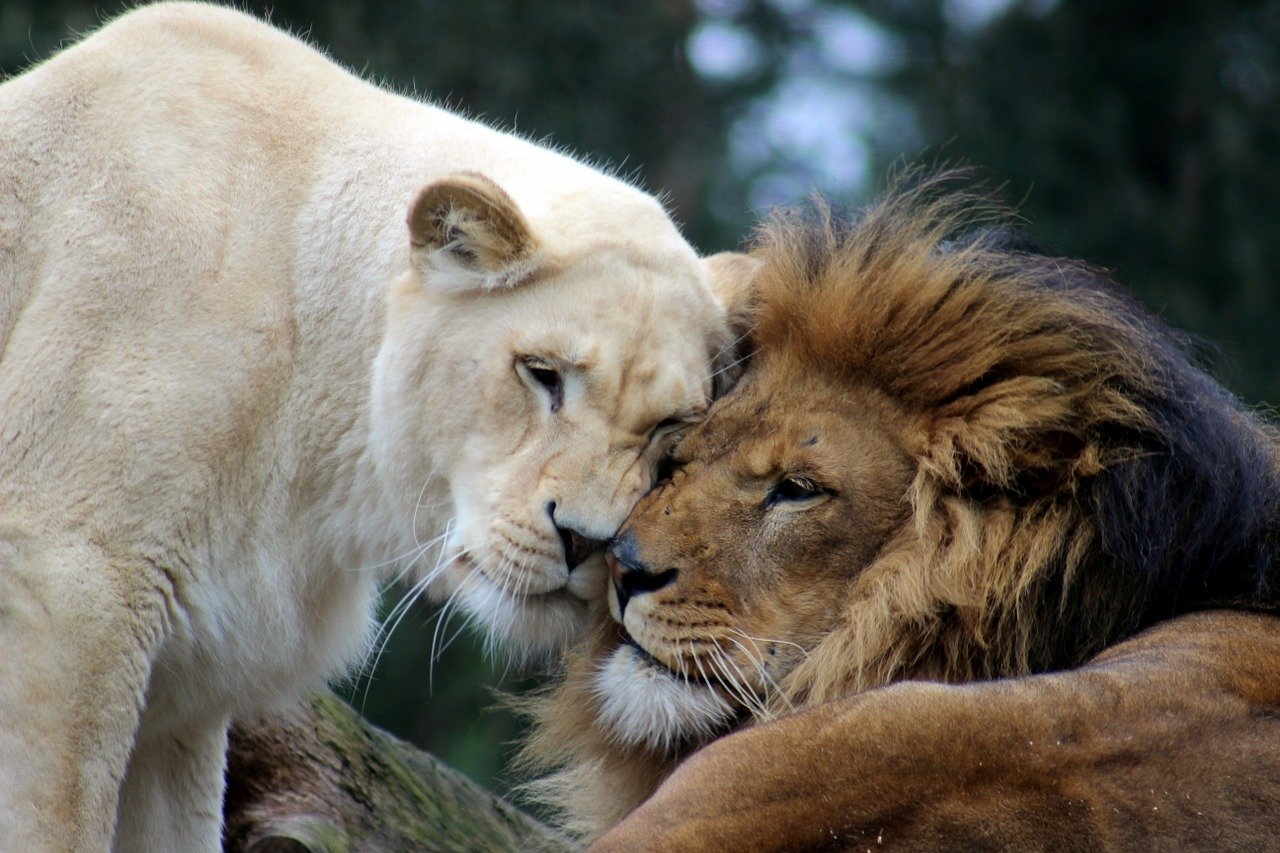 ライオン」の英語は”lion”だけじゃない！４つもある！動物園の動物も