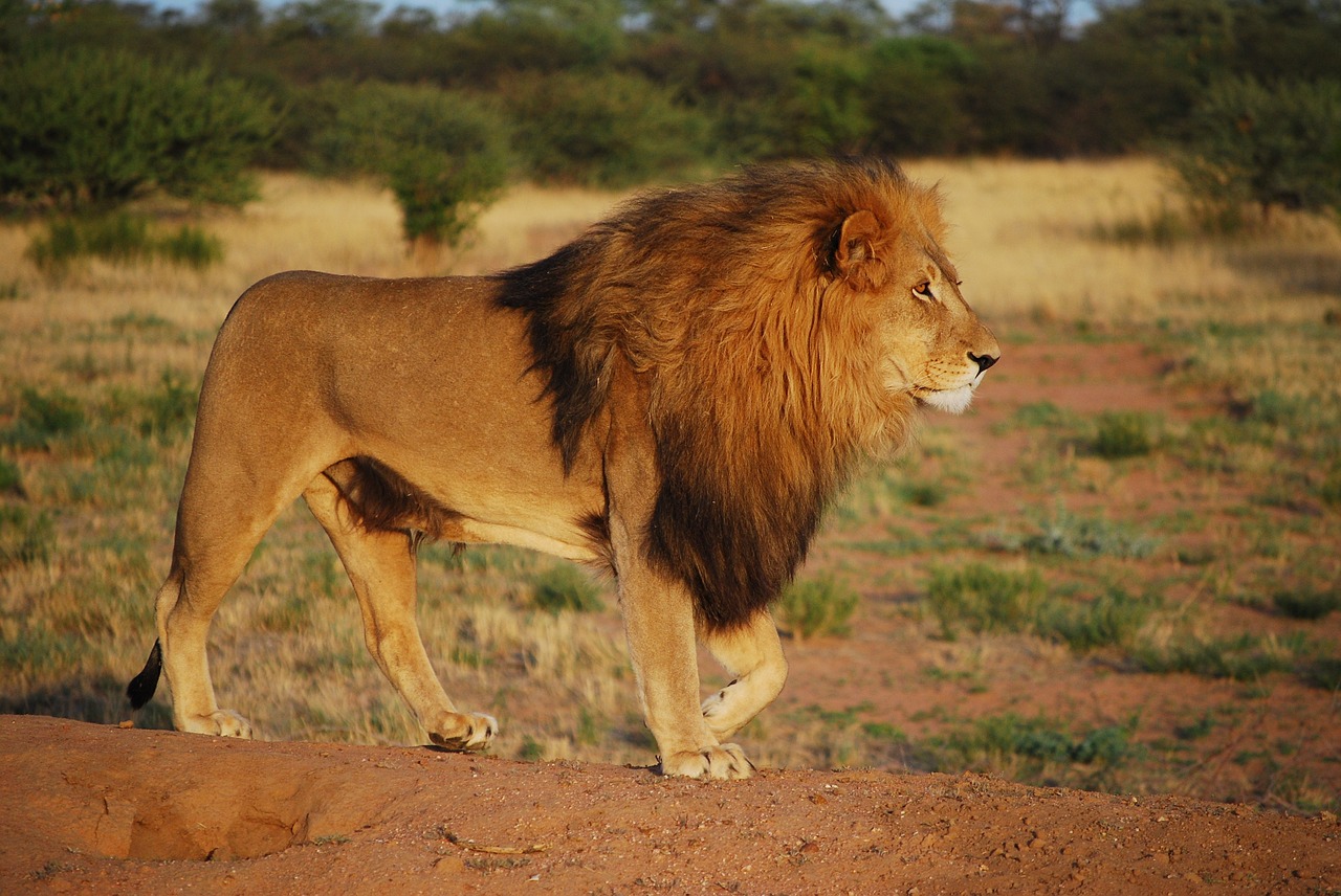 ライオン」の英語は”lion”だけじゃない！４つもある！動物園の動物も