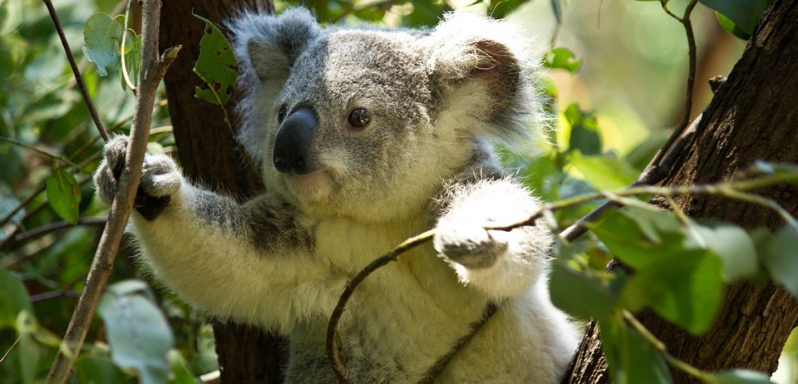 コアラ」は英語で何て言う？コアラの生態やオーストラリア動物も英語で