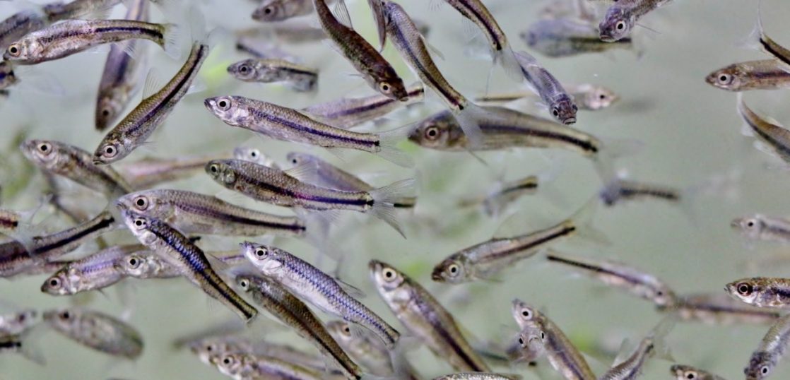 「雑魚」は英語で何て言う?悪口やスラング表現を紹介| Kimini英会話